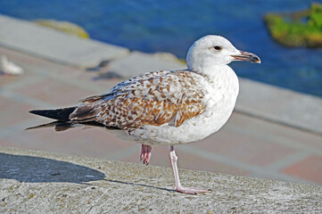 a Seagull stands on one leg
