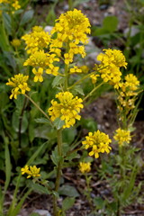 Gewöhnliches Barbarakraut, Barbarea vulgaris