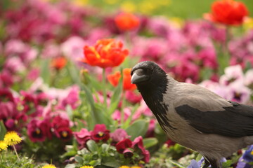 House Crow, Urban Bird In Flight, and on the field picking bugs in flowers and sitting on an electrical pole