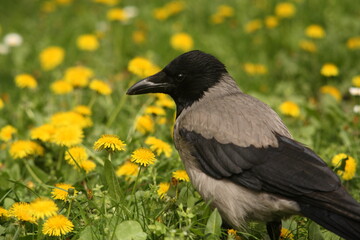 House Crow, Urban Bird In Flight, and on the field picking bugs in flowers and sitting on an electrical pole