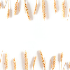 Frame made of wheat spikelets on a white background.