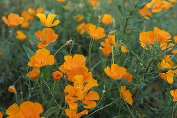 orange flowers	