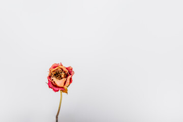 Obraz premium rose flower isolated white background