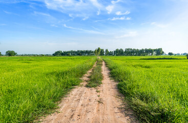 Fototapeta na wymiar Country Road in the green rice paddy fields