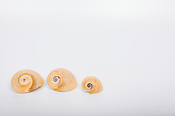 background shells white summer beach