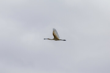 Eurasian spoonbill in the skies with beautiful flight