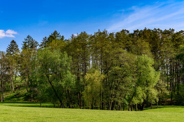 Fototapeta na wymiar Green forest in Romania