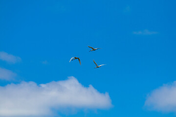 Eurasian spoonbill in the skies with beautiful flight