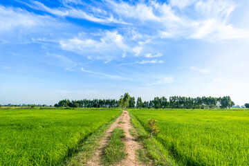 Country Road in the green rice paddy fields