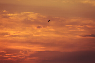 Seagull on a red sunset sky