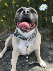 Happy dog with big pink tongue American Staffordshire Terrier