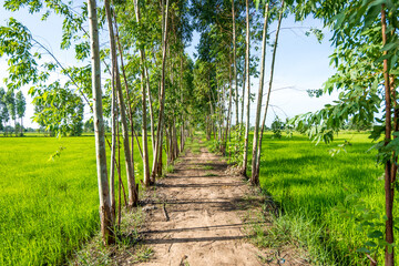 Walkway through the Eucalyptus trees in rice fields.