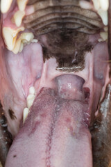 View into the mouth of a dog with focus on the throat and soft palate (palatum molle)