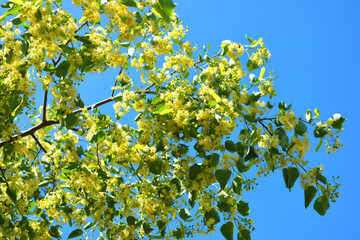 Fototapeta na wymiar Bright golden yellow blooming and smelling flowers and linden blossoms on tree branches in summer. Colorful, unforgettable background with grones of flowers and fruits lit by the sun's rays.