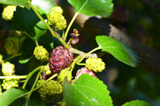 Tasty and juicy fruits of the Ukrainian mulberry tree growing in the city of Dnipro.
