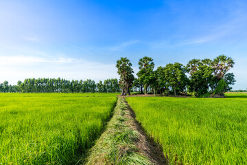 Fototapeta na wymiar Pathway in the green rice paddy fields