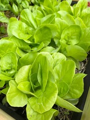 jeunes pousses de laitue bio