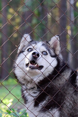Husky dog looking friendly at the zoo