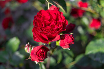 rote Rosen