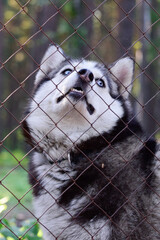 Husky dog looking friendly at the zoo