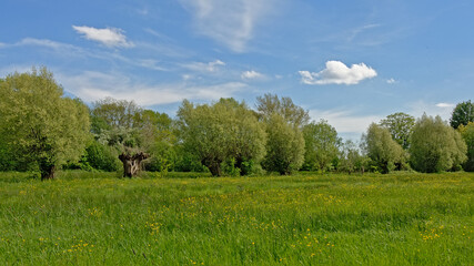 Lush green sprin landscape with meadow and trees in Bourgoyen nature reserve, Ghent, Flanders, Belium
