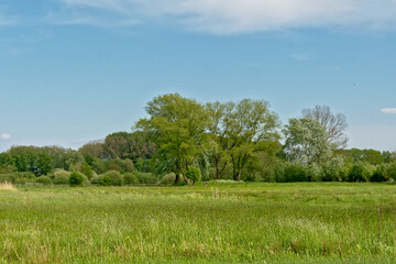 Fototapeta na wymiar Meadow with trees in Bourgoyen nature reserve, Ghent, Flanders, Belgium