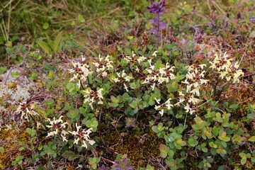 Pedicularis lapponica