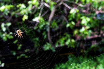 Spider