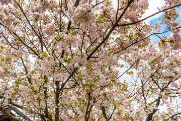 Beautiful tree in Romania