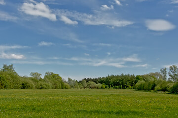 Meadow with trees in Bourgoyen nature reserve, Ghent, Flanders, Belgium