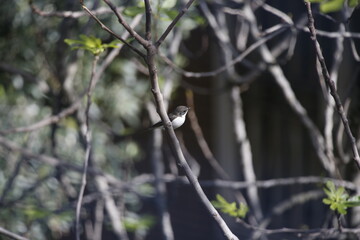 Little bird on tree