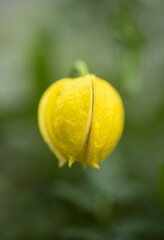 A close up of a golden clematis lantern flower.