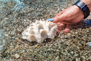Hand holding seashell in the transparent crystal water of the sea, pebble beach on the background, summer sunny day