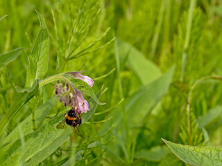 Bee hanging on a comfrey flower - Symphytum officinale.