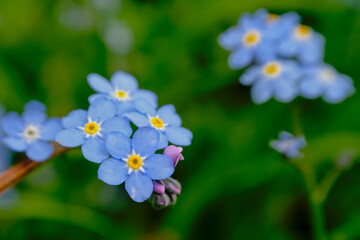 blue myosotis flower close-up with green bokeh background