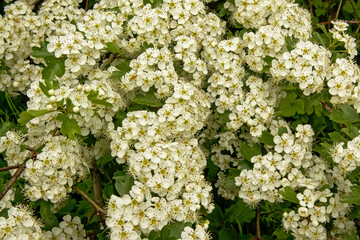 Bright white common yarrow flowers - Achillea millefolium