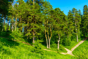 Fototapeta premium Pine trees growing on a hill on the edge of a pine forest. Izhevsk, Russia