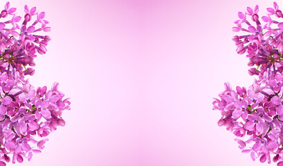 Purple pink floral background of blooming lilac and blank space