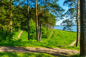 Pine trees growing on the banks of a beautiful lake. Izhevsk, Russia