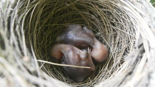 Beautiful tiny featherless newborn baby birds sleeping in the nest.
