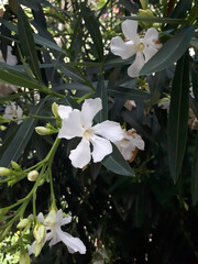 White oleander
