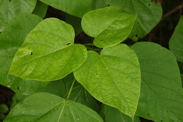 Catalpa leaves