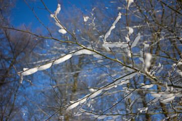 Branches of trees covered in snow with blue sky in winter