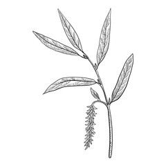 vector drawing white willow - obrazy, fototapety, plakaty