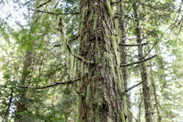 Moss covered evergreen tree