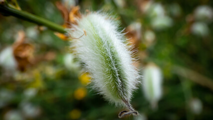 Weidenkätzchen Macro