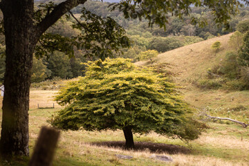 tree in the field