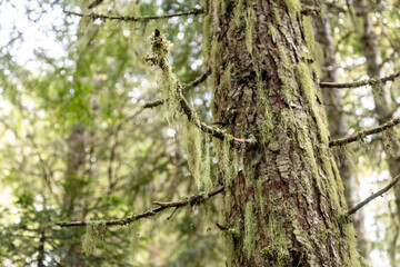 Moss covered evergreen tree