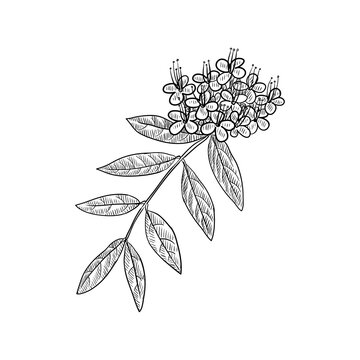vector drawing ashoka tree