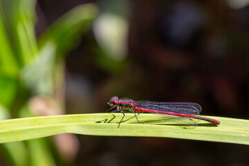 Libelle
